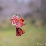 4169 Male Northern Cardinal (Cardinalis cardinalis), Rio Grande Valley, TX