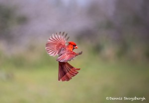 4169 Male Northern Cardinal (Cardinalis cardinalis), Rio Grande Valley, TX