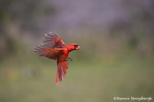 4170 Male Northern Cardinal (Cardinalis cardinalis), Rio Grande Valley, TX