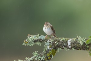 4172 Clay-colored Sparrow (Spizella pallida), Rio Grande Valley, TX