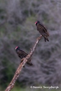 4173 Turkey Vultures (Cathartes aura), Rio Grande Valley, TX