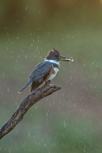 4174 Female Belted Kingfisher (Megaceryle alcyon), Rio Grande Valley, TX