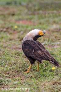 4176 Adult Crested Caracara (Caracara cheriway), Courtship Display, Rio Grande Valley, TX