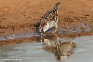 4177 House Sparrow (Passer domesticus), Rio Grande Valley, TX