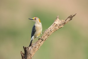 4178 Male Golden-fronted Woodpecker (Melanerpes aurifrons), Rio Grande Valley, TX