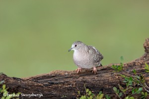 4181 Inca Dove (Columbina inca), Rio Grande Valley, TX