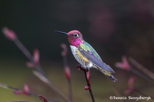 4185 Male Anna's Hummingbird (Calypte anna), Vancouver Island, Canada