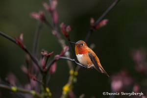 4186 Male Rufous Hummingbird (Selasphorus rufus), Vancouver Island, Canada