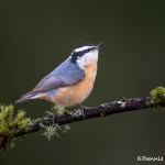 4187 Red-breasted Nuthatch (Sitta canadensis), Vancouver Island, Canada