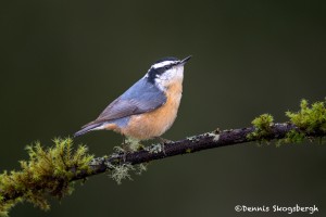 4187 Red-breasted Nuthatch (Sitta canadensis), Vancouver Island, Canada