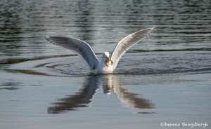 4191 Glacous Gull (Larus hyperboreus), Vancouver Island, Canada