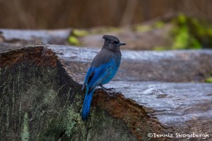 4195 Steller's Jay (Cyanocitta stelleri), Vancouver Island, Canada