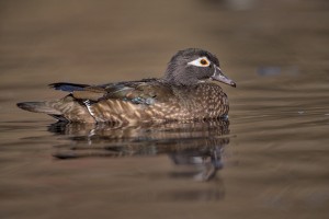 4196 Female Wood Duck (Aix sponsa), Victoria BC
