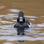 4197 Male Ring-necked Duck (Aythya collaris),Vancouver Island, Canada