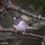 4198 Pink-sided Dark-eyed Junco (Junco hyemalis), Vancouver Island, Canada