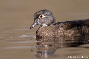 4200 Female Wood Duck (Aix sponsa), Victoria, BC