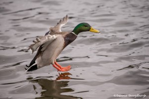 4206 Male Mallard (Anas platyrhynchon), Victoria, BC