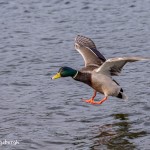 4208 Male Mallard (Anas okatyrhynchos), Victoria, BC