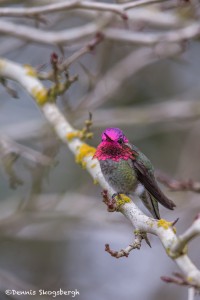 4209 Male Anna's Hummingbird (Calypte anna), Vancouver Island, Canada