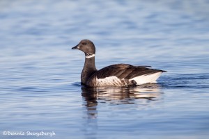 4210 Brant Goose (Branta bernicla), Vancouver Island, Canada