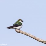 4212 Violet-green Swallow (Tachycineta thalassina), Vancouver Island, Canada