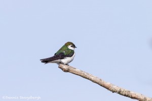 4212 Violet-green Swallow (Tachycineta thalassina), Vancouver Island, Canada