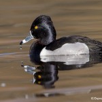 4213 Male Ring-necked Duck (Aythya collaris), Victoria, BC