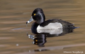 4213 Male Ring-necked Duck (Aythya collaris), Victoria, BC