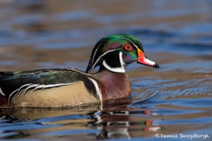 4215 Male Wood Duck (Aix sponsa), Victoria, BC