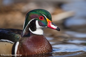 4217 Male Wood Duck (Aix sponsa), Victoria, BC