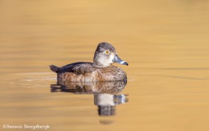 4218 Female Ring-necked Duck (Aythya collaris), Vancouver Island, Canada