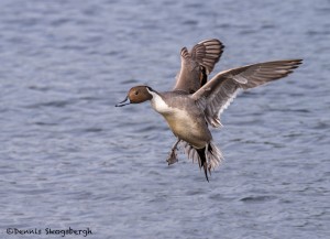 4219 Male Northern Pintail (Anas acuta), Vancouver Island, Canada