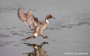 4224 Male Northern Pintail (Anas acuta), Vancouver Island, Canada