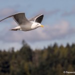 4227 Glacous Gull (Larus hyperboreus), Vancouver Island, Canada