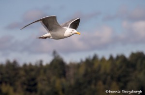 4227 Glacous Gull (Larus hyperboreus), Vancouver Island, Canada