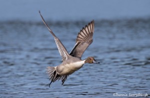 4227 Northern Pintail (Anas acuta), Vancouver Island, Canada