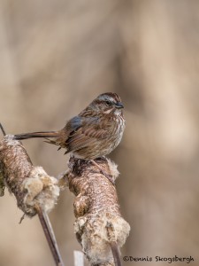 4228 Song Sparrow (Melospiza melodia), Vancouver Island, Canada