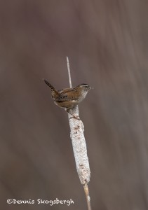 4231 Marsh Wren (Cistothorus pallustris), Vancouver Island, Canada