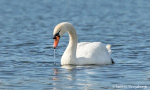 4232 Mute Swan (Cygnus olor), Vancouver Island, Canada