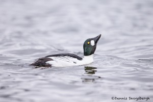 4235 Male Common Goldeneye Displaying (Bucephala clangula), Vancouver Island, Canada