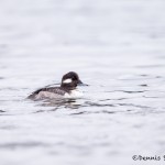 4238 Female Bufflehead (Bucephala-albeola), Vancouver Island, Canada