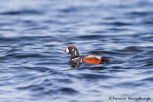 4240 Harlequin Duck (Histrionicus histrionicus), Vancouver Island, Canada