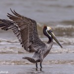 4256 Brown Pelican (Pelicanus occidentalis), Bolivar Peninsula, Texas