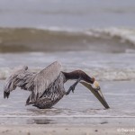 4257 Brown Pelican (Pelicanus occidentalis), Bolivar Peninsula, Texas