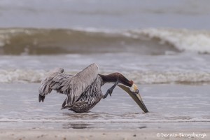 4257 Brown Pelican (Pelicanus occidentalis), Bolivar Peninsula, Texas