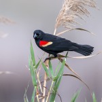 4259 Male Red-winged Blackbird (Agelaius phoeniceus), Bolivar Peninsula, Texas