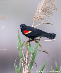 4259 Male Red-winged Blackbird (Agelaius phoeniceus), Bolivar Peninsula, Texas