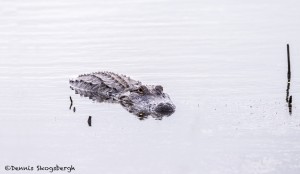 4260 American Alligator, Anahuac National Wildlife Refuge, Texas