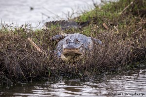 4262 American Alligator, Anahuac NWR, Texas