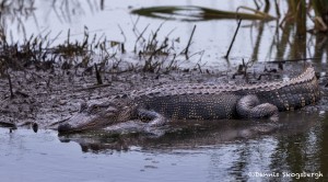 4264 American Alligator, Anahuac NWR, Texas